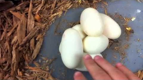 2011 Ball Python Clutch #3