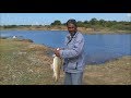 BIG FISH RAHU  5KG, 3KG, 2KG ROHU MRIGAL MACHI, hyderabad fishing, fish catching proces