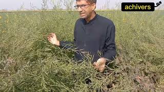 How to genrate Canola average complete details in pakistan.رایا کی اوسطاً  پیداوار کیسے بڑھانی ہے