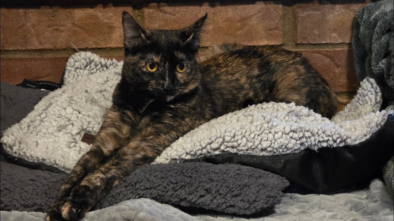 Это Дэйзи Лу Делайла, что вам еще нужно знать!