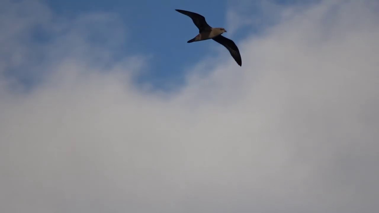 Henderson Petrel Pterodroma atrata, Nov 9-10 2018, Off Henderson Island