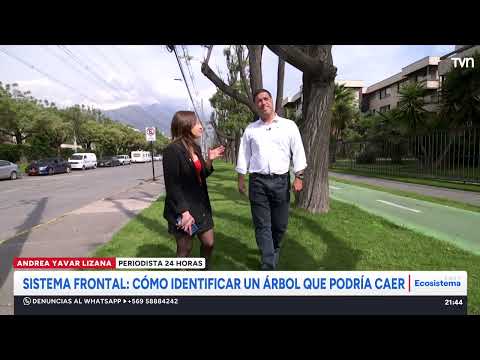 Sistema Frontal: cómo identificar un árbol que podría caer | 24 Horas TVN Chile