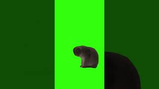 Depressed Cat Green Screen