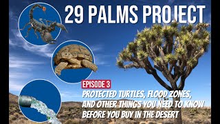 29 Palms Project Episode 3: What You Need To Know Before You Buy In Joshua Tree or TwentyNine Palms