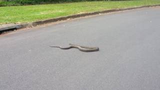 Python vs Magpie