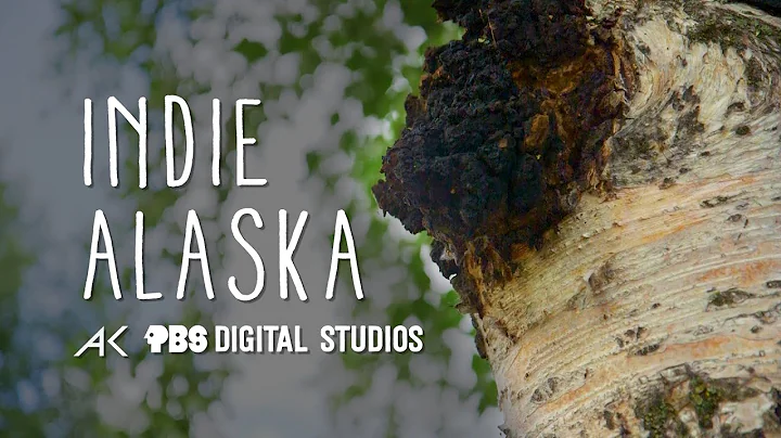 We are Chaga Harvesters | INDIE ALASKA