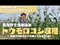 【バンに住みながら国内放浪丸3年】旅の資金はこうやって稼ぐ！富良野で住み込み季節労働 〜絶景の畑でサツキとメイちゃん流収穫・選果・箱詰め。オマケ動画にはかわいいゲストも〜