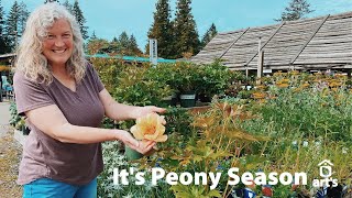 It’s Peony Season at Art's Nursery