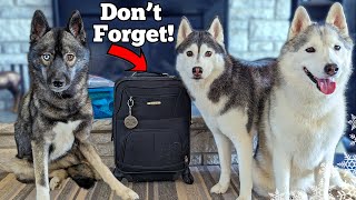 Taking the Dogs Where?? 🚙 Travel Hacks With Dogs