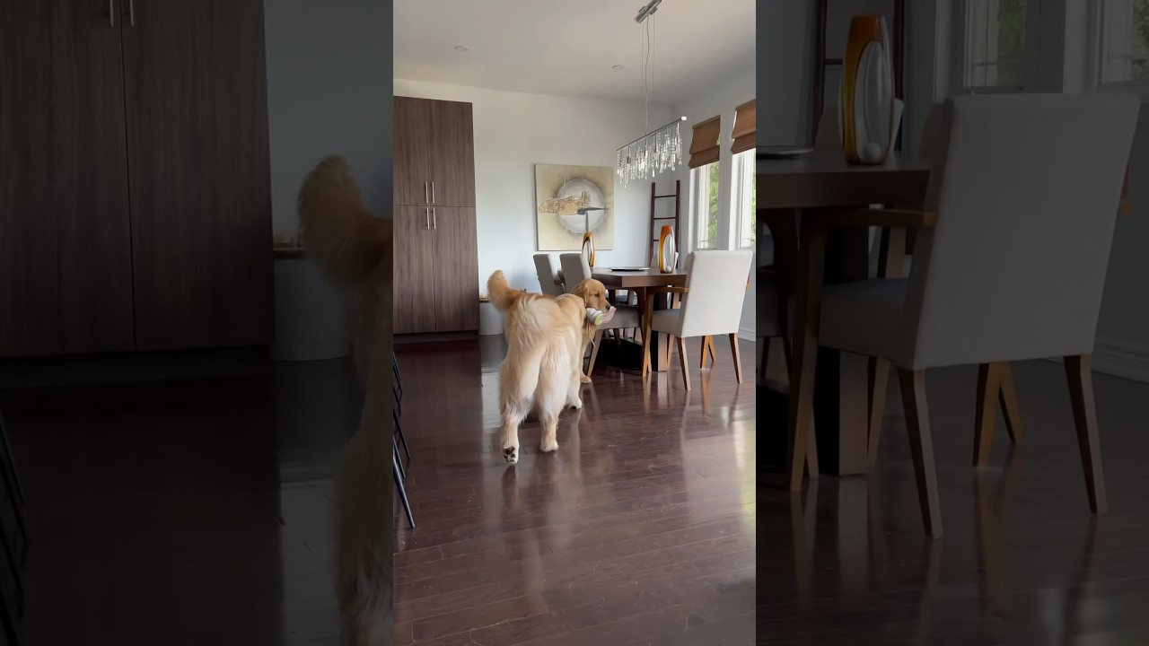 Dogs Play The Cutest Game Of Chase 