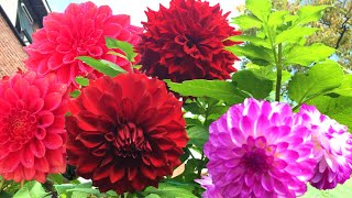 Dahlia's voortrekken, verzorgen + winterklaar maken (beginner)
