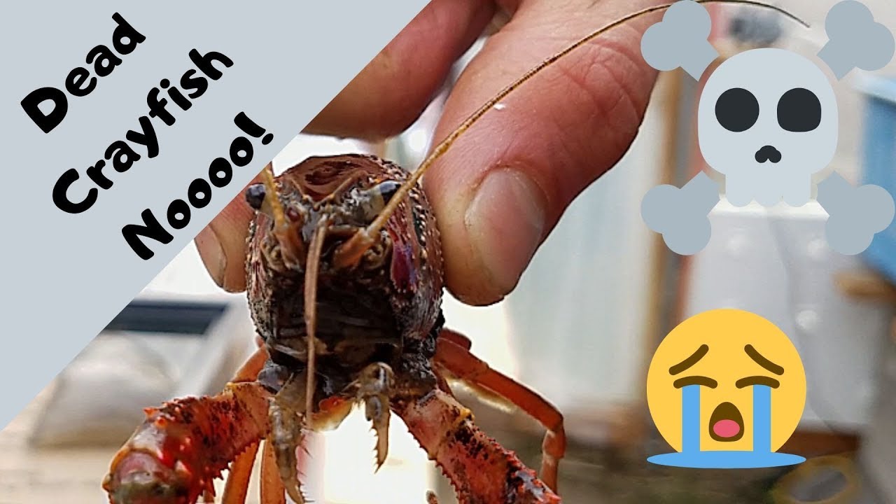 Crayfish died Noo! - Crayfish for aquaponics part 3 - (hybrid aquaponic