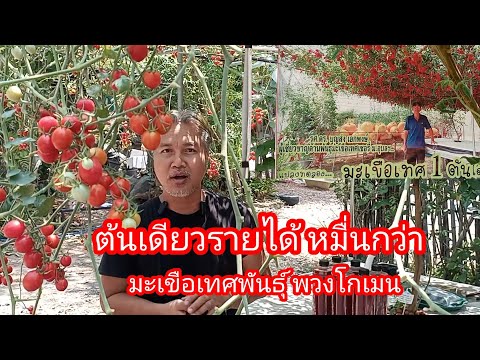 วีดีโอ: พืชมะเขือเทศลูกเกด - พันธุ์มะเขือเทศลูกเกดที่จะเติบโตในสวน