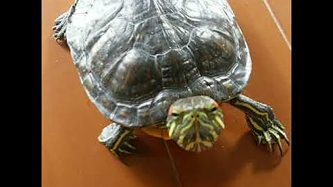 クサガメ飼い方