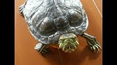 カメはこんなに懐く 飼い主についてくる亀 のんびり編 My Turtle Follows Me Around Youtube