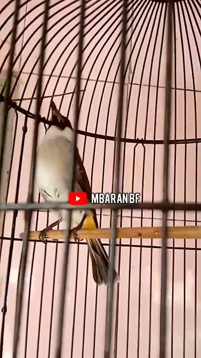 Kutilang Gacor Full ISIAN  #shortvideo #subscribe