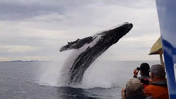 Whale Soaks Sight Seeing Boat  || ViralHog