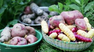 Primera Feria Gran Feria de la Papa en Cocapata, Región Choro
