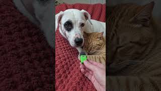 #viralvideo
