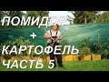 Огород Баварский.Прививка помидора на Картофель Часть 5.