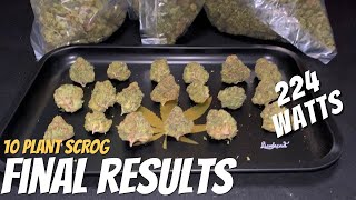 10 Plant SCROG Mars Hydro TSW 2000 Harvest