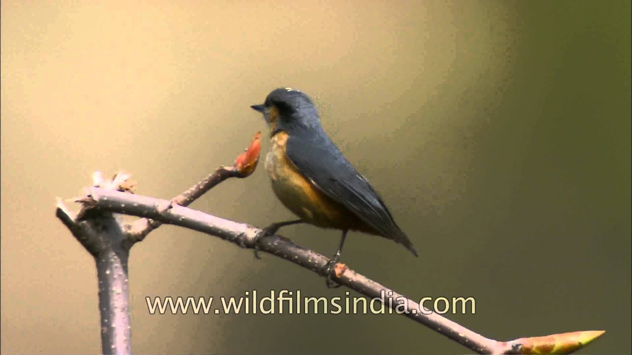 White-tailed Nuthatch in Landour 