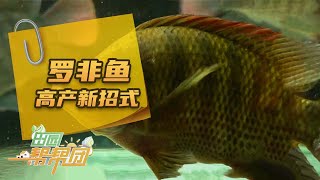 《田园帮帮团》 20250601 高手来了·罗非鱼高产新招式 | 农业致富经 Agriculture And Farming