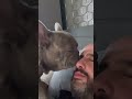 Lilac French Bulldog Kissing His Frenchie Dog Dad Lilac Frenchbulldog Kissing Dogdad Lilac French Bulldog Kissing His Frenchie Dog Dad Lilac Frenchbulldog Kissing Dogdad