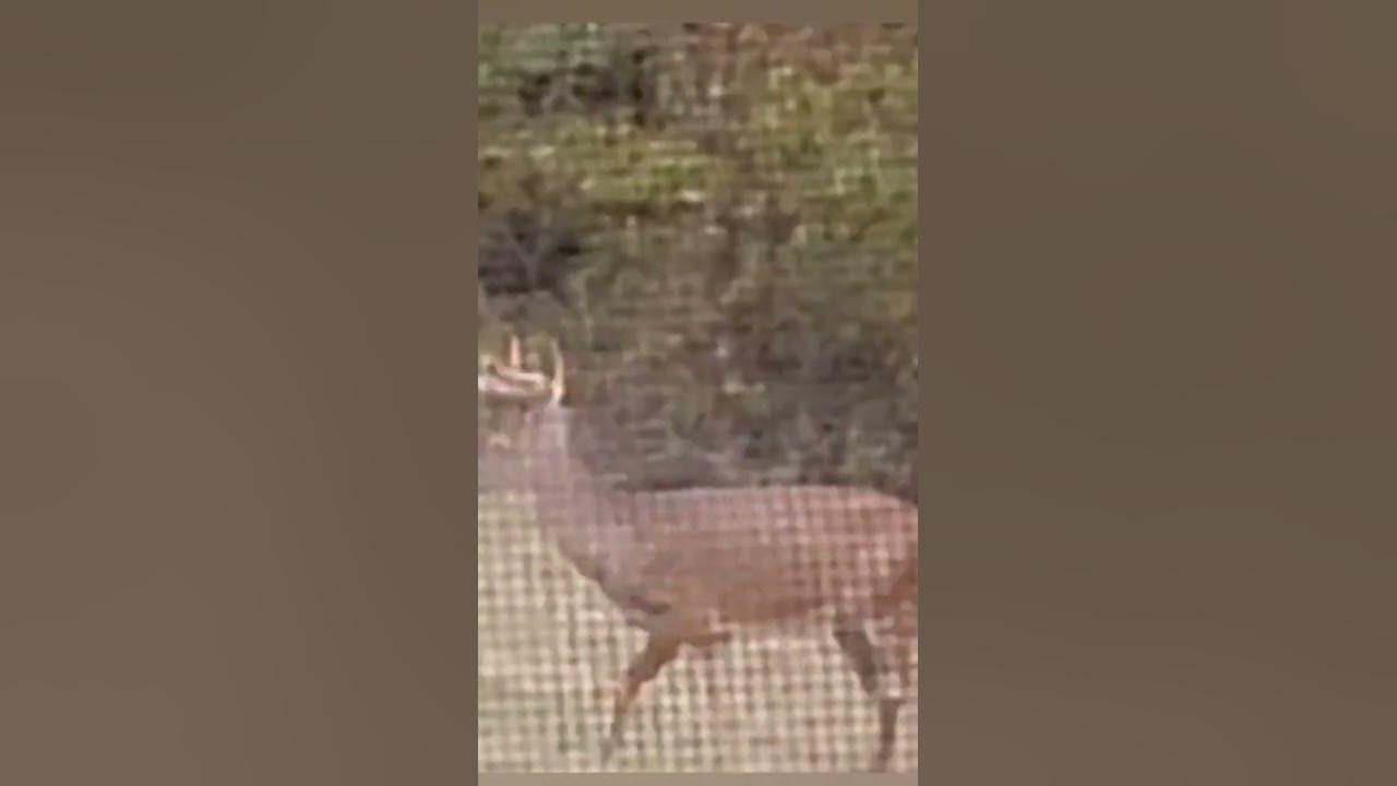 Ohio deer season 🦌 YouTube