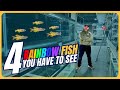 Colorful Freshwater Fish for Aquariums [Weekly Walkthrough Ep. 11]