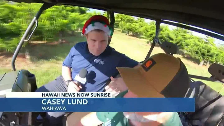 Locally-grown Christmas trees still in stock at Wahiawa farm