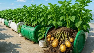 Grow Potatoes in Containers — Turn Your Balcony into a Productive Potato Farm