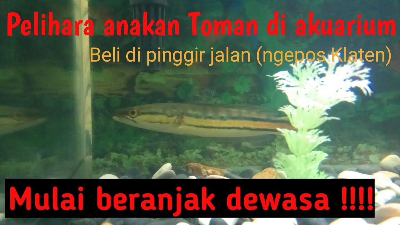 Pelihara Ikan  Toman di akuarium  YouTube