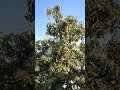 #mango tree #viralvideo  shorts