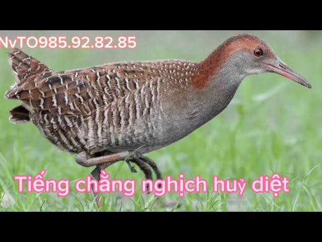 NvT_Tiếng Chằng Nghịch,quốc hoa,gà nước huỷ diệt 2023 class=