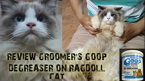Video 2459011: persiancat ragdollcat, cat grooming persiancat, kucing persiancat, cat ragdollcat cute, review