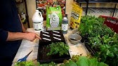 Using Worm Tea in Your Garden - What, Why, How // Feeding Your Garden