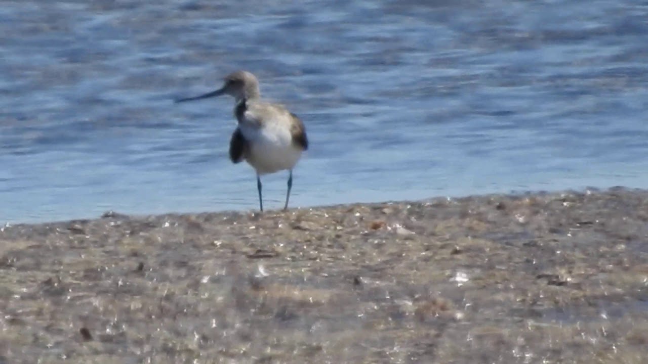 Terek Sandpiper, Piro piro del Terek (Xenus cinereus) 