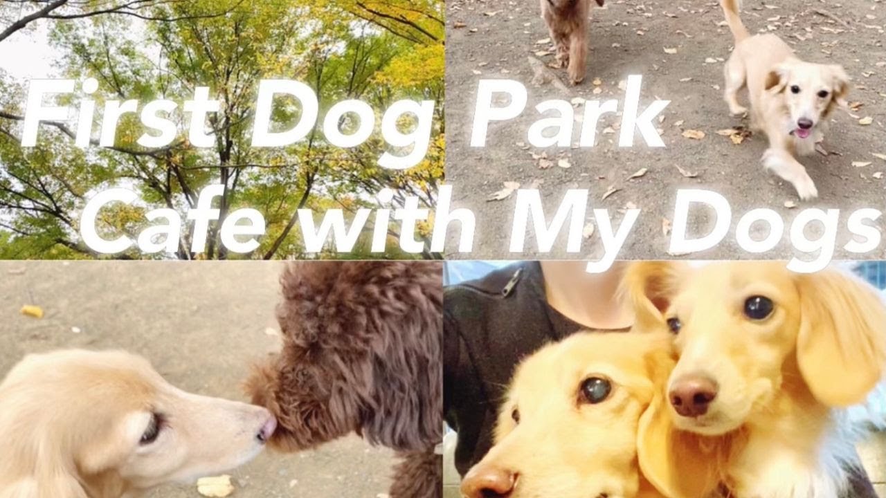 初めての代々木公園ドッグラン 愛犬と一緒に行けるオススメカフェ First Real Dog Park At Yoyogi Taking My Dogs To A Cafe Youtube