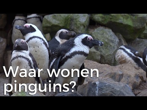 Video: Waar Leven Pinguïns?