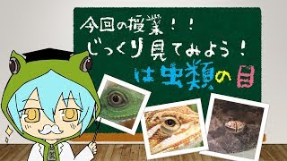 【ざっくり解説】じっくり観察、爬虫類の目！【爬虫類】