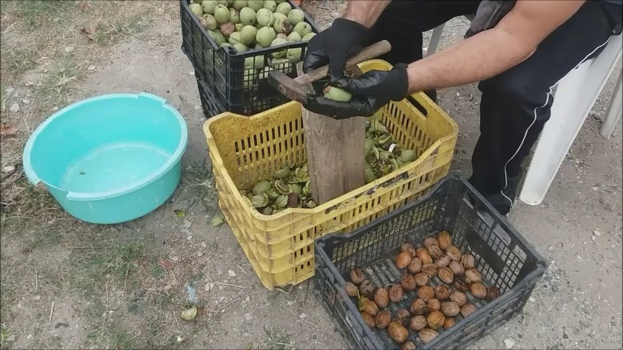 Καρύδια πως να τα μαζεύουμε