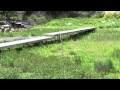 ポール・スミザー　Scilla peruviana　シラー ペルヴィアナ