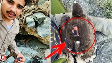 This guy found an ORLA with a GPS tracker on this bird