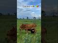 The Most Natural COW Farm #mali #niger #viralvideo #viralshorts #trending #trend #african #africa
