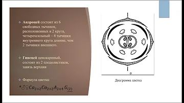 Лекция_Семейство Крестоцветные