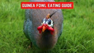 Feeding Guinea Fowls: What to Feed Them