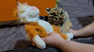 Тигрята Учатся Играть!/ TIger Cubs are playing !