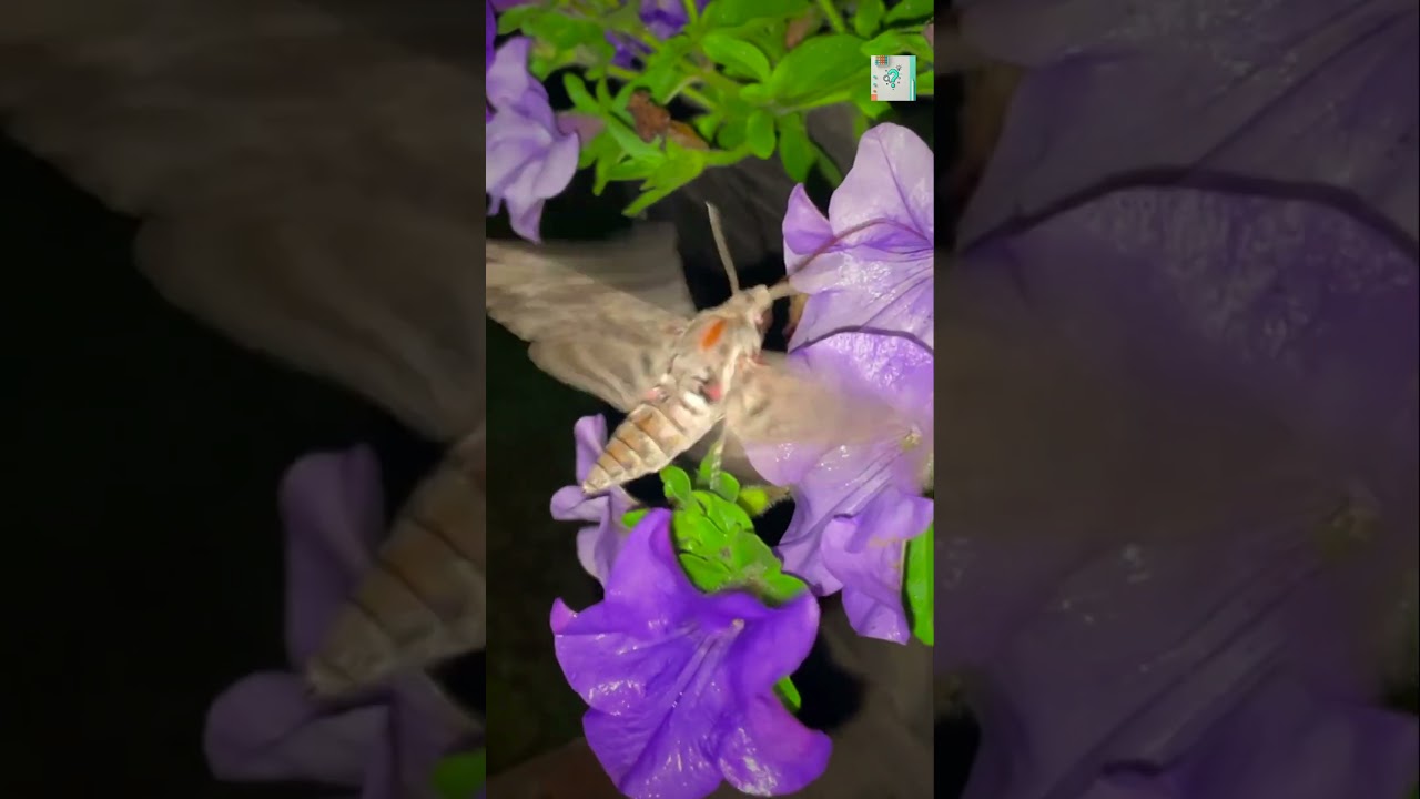 Как мотыльки идеально ориентируются в полной темноте: скрытая система навигации, на которую они п...