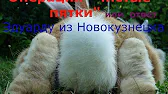 Кроличья ферма City rabbit
